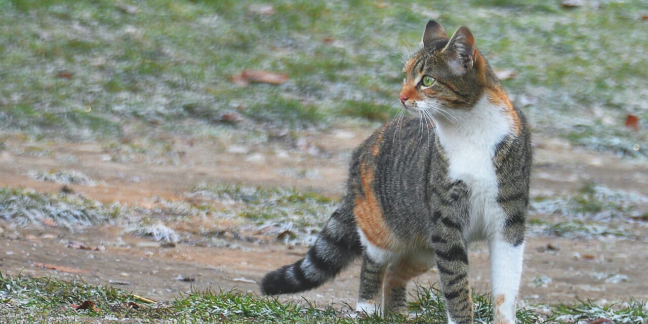 Feeding and Hydrating Pets While Camping