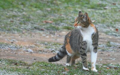 Feeding and Hydrating Pets While Camping