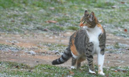 Feeding and Hydrating Pets While Camping