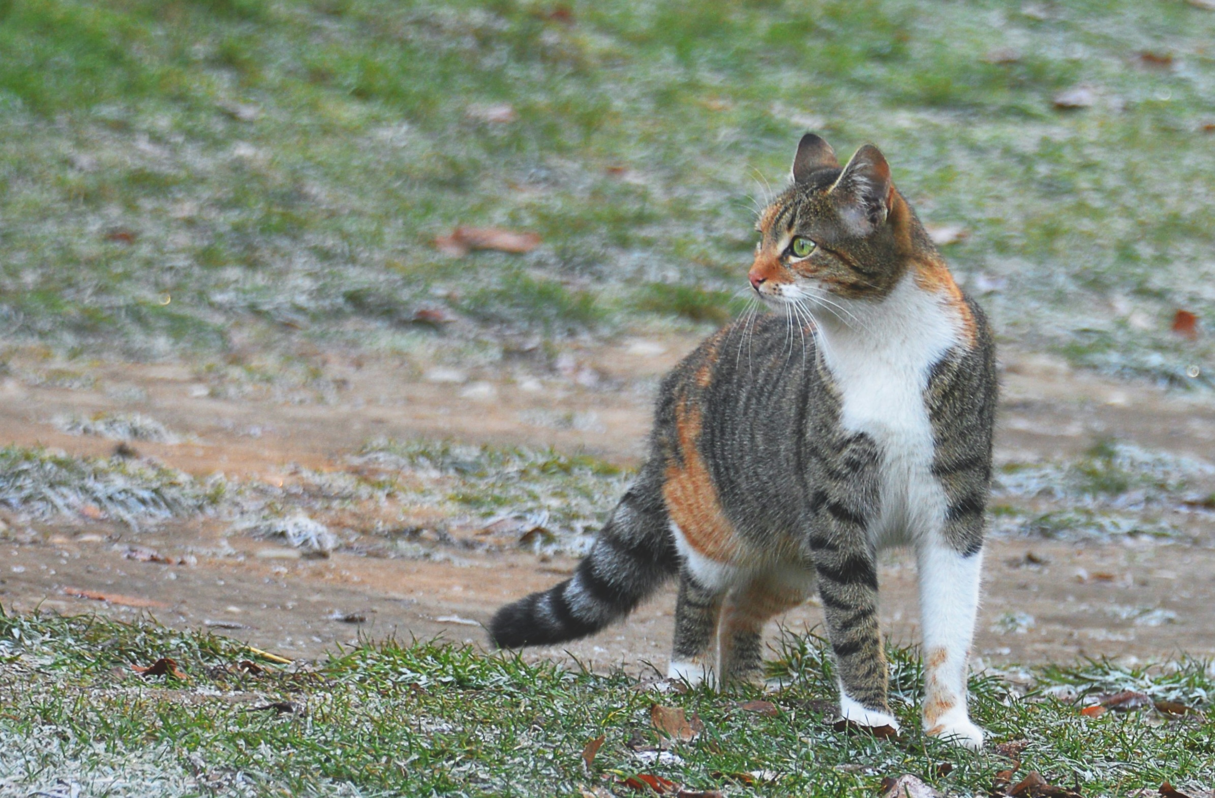Feeding and Hydrating Pets While Camping