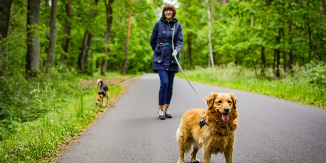 How to Walk Your Dog in a Busy Campground