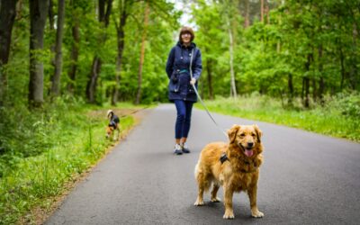 How to Walk Your Dog in a Busy Campground