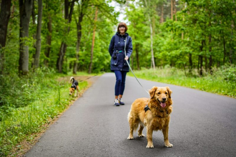 How to Walk Your Dog in a Busy Campground