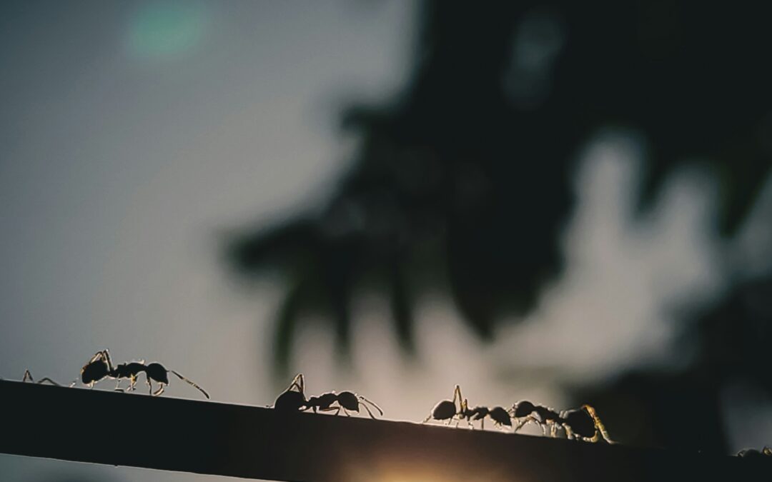 How to Keep Ants Out of Your RV or Van in 2025