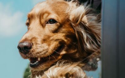 Van Life & Your Furry Friends: Leaving Your Dogs Alone on the Road