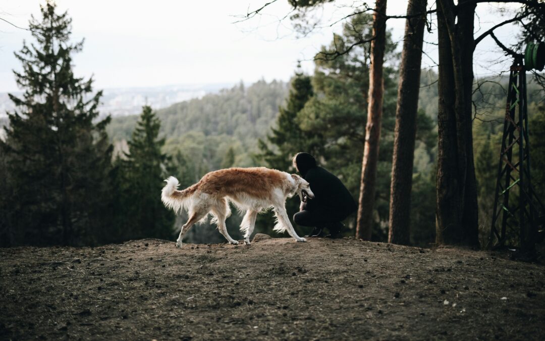 15 Trail-Tested Tips for Backpacking With a Dog
