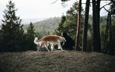 15 Trail-Tested Tips for Backpacking With a Dog