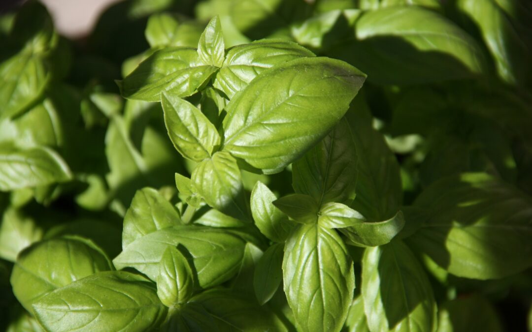 Easy Homemade Pesto