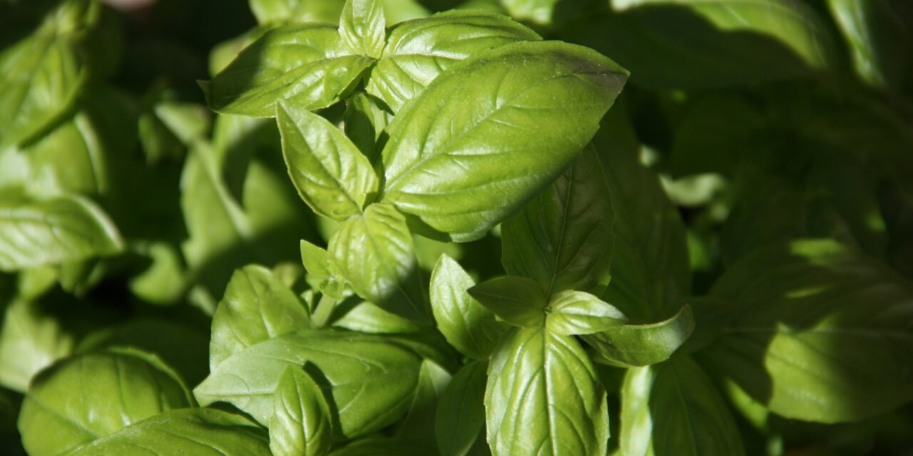 Easy Homemade Pesto