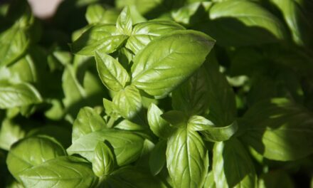 Easy Homemade Pesto