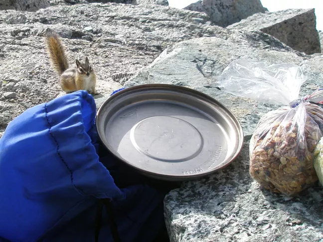 chipmunk-food_2