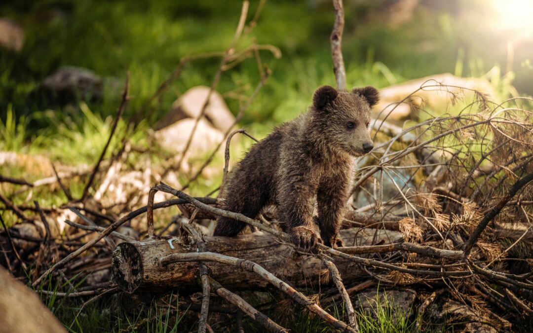 Wildlife Awareness Tips