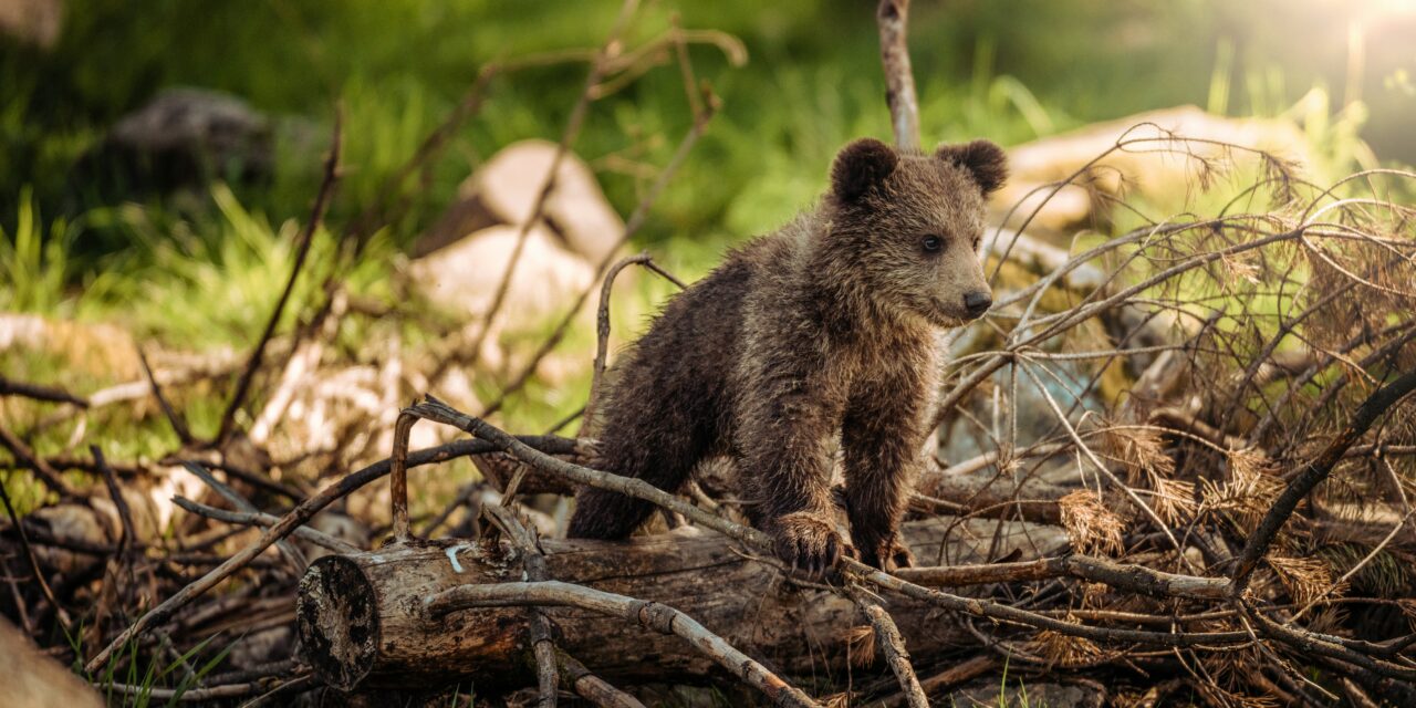 Wildlife Awareness Tips