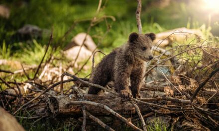Wildlife Awareness Tips